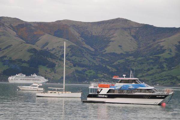 Extra cruise ship visits will provide a well needed boost as leading Bank Peninsula Tourism operator Black Cat Cruises gears up for a challenging summer season.
